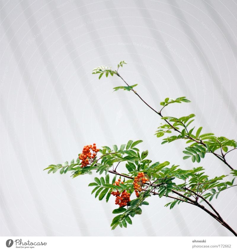 Vogelbeere [Usertreffen Bo] Farbfoto Außenaufnahme Textfreiraum oben Schwache Tiefenschärfe Umwelt Natur Pflanze Vogelbeerbaum Vogelbeeren Sauberkeit grün rot