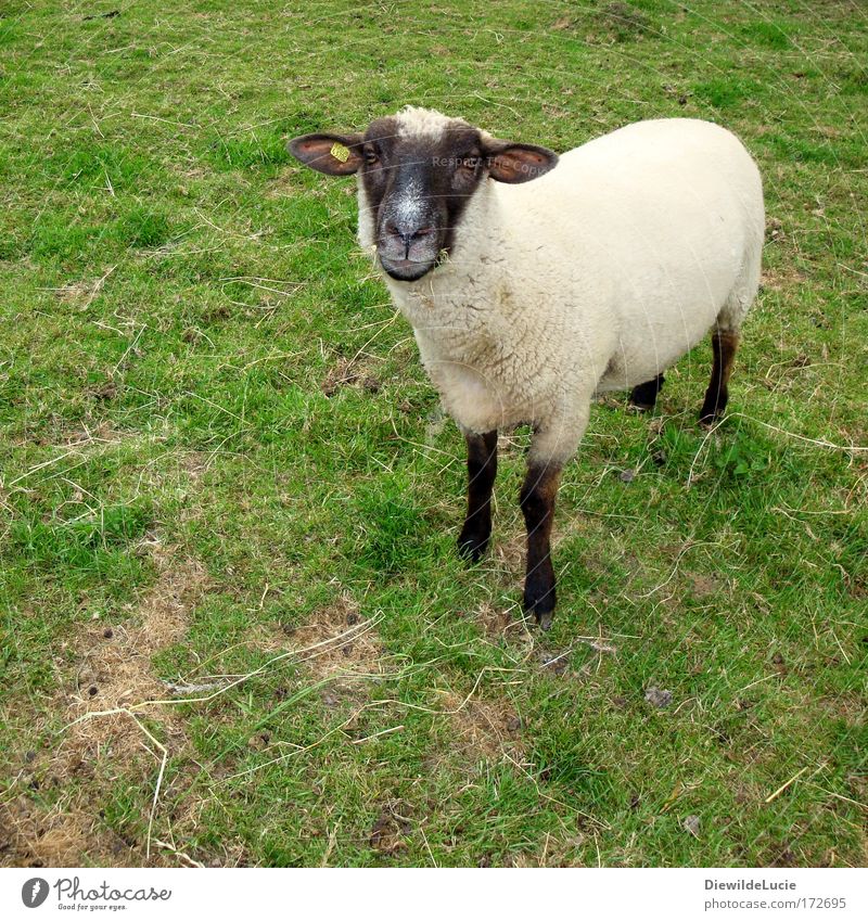 Ich bin Vegetarier. Du doch auch, oder ? Blick in die Kamera Erholung ruhig Wiese Dorf Fell Piercing Ohrringe weißhaarig Tier Nutztier Tiergesicht Schaf