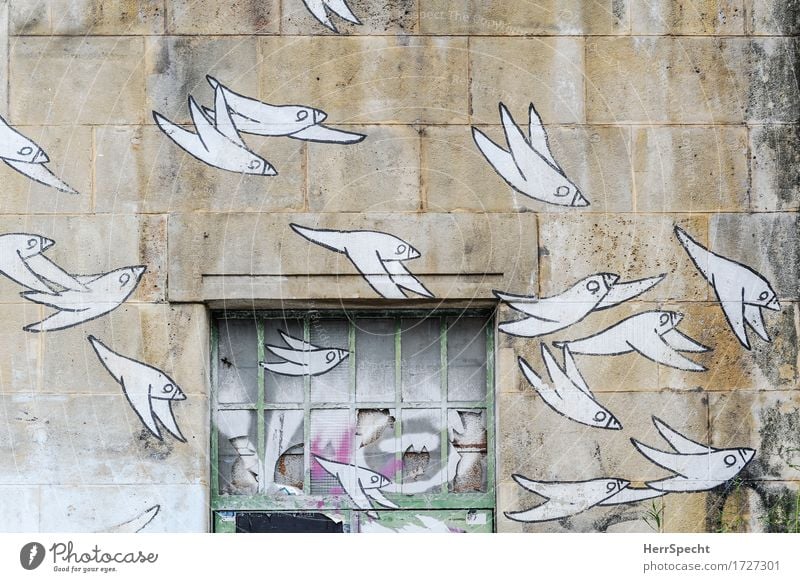 Geschwader Kunst Kunstwerk Stadt Bauwerk Mauer Wand Fenster Stein Glas Metall Graffiti elegant trashig braun weiß Vogel Vogelflug Vogelschwarm Natursteinfassade