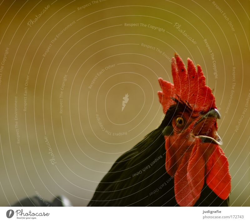 Kräht der Hahn auf dem Mist ... Farbfoto Außenaufnahme Tag Tierporträt Wegsehen Haustier Nutztier Haushuhn 1 Aggression rot Bauernhof Schnabel Kopf Auge Morgen