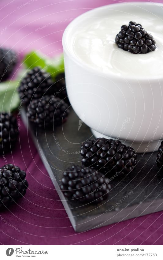 blackberry Lebensmittel Joghurt Milcherzeugnisse Frucht Dessert Ernährung Frühstück Bioprodukte Vegetarische Ernährung Diät blau violett rosa Beeren Brombeeren