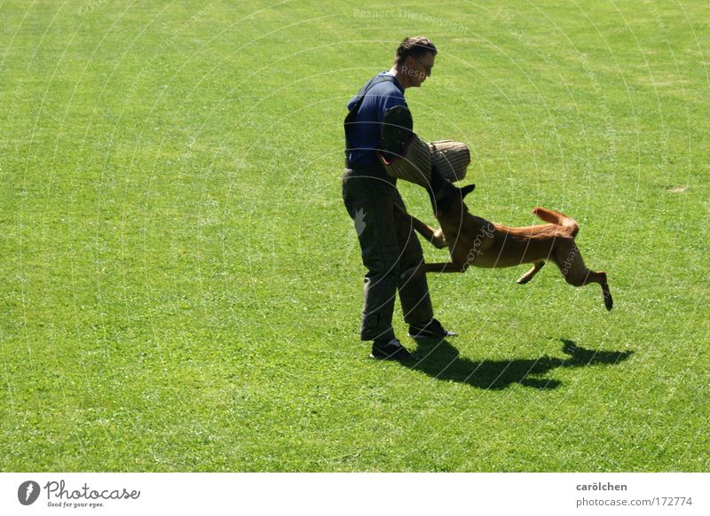 hab dich Farbfoto Außenaufnahme Fitness Sport-Training Mensch Mann Erwachsene 1 Tier Hund hängen Aggression muskulös Macht Angst gefährlich Hundesport