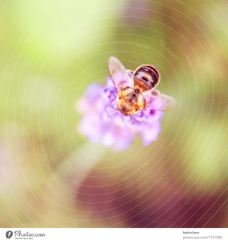 mors Natur Pflanze Tier Sommer Schönes Wetter Blume Blatt Blüte Lavendel Garten Park Wiese Wildtier Biene Flügel 1 beobachten Blühend Duft Erholung fliegen