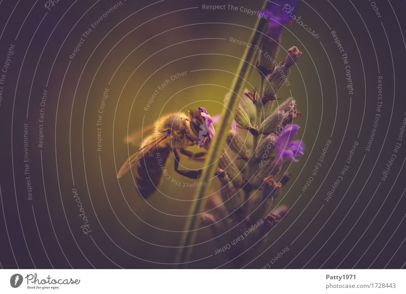 Pollensammlerin Tier Nutztier Biene 1 Arbeit & Erwerbstätigkeit Fressen braun gelb grün violett fleißig Ausdauer nachhaltig Natur Farbfoto Gedeckte Farben