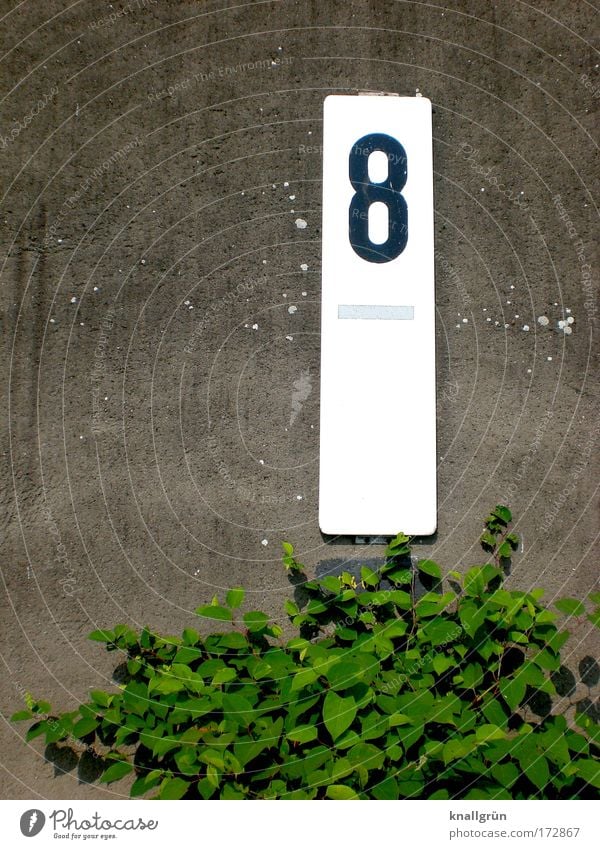 Markiert Farbfoto Außenaufnahme Menschenleer Textfreiraum links Textfreiraum oben Tag Pflanze Sträucher Grünpflanze Mauer Wand Hafenmauer Zeichen