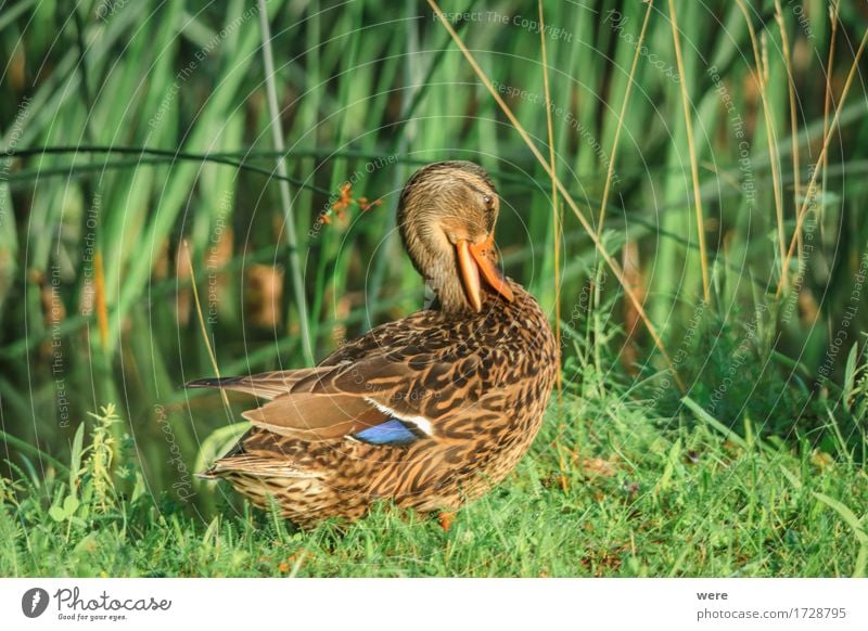 schüchtern Segeln Baby Natur Tier Wasser Vogel Tierjunges nass weich Reinlichkeit Sauberkeit Scham Hemmung Schüchternheit Respekt Biotop Ente Entenküken Erpel