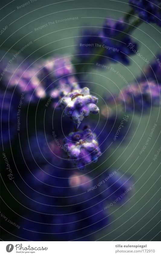 smooth Makroaufnahme Experiment abstrakt Schwache Tiefenschärfe Pflanze Blüte exotisch Blumenstrauß violett Lavendel Provence Heilpflanzen außergewöhnlich