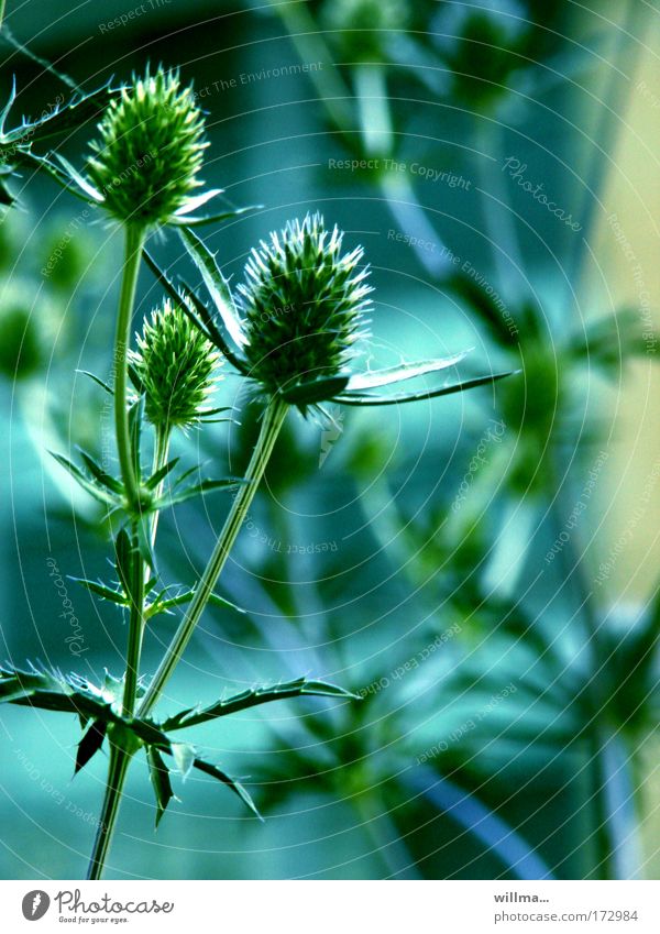 Blaudistel-Grünschnäbel Distel Pflanze Wildpflanze Spitze stachelig blau grün Widerhaken Widerstandskraft Zusammenhalt thistle Wachstum Farbfoto Umwelt Natur