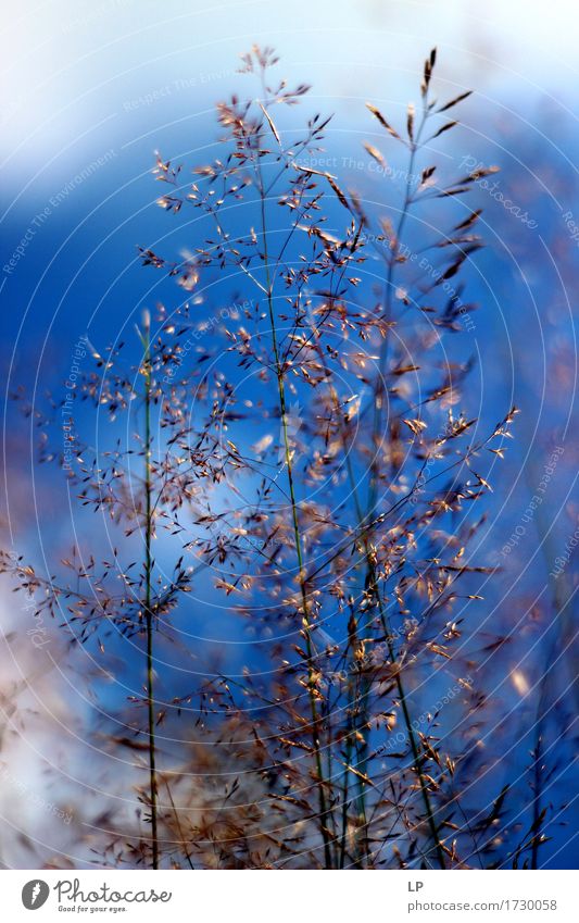 ein Stück Blau Umwelt Natur Pflanze Urelemente Himmel Frühling Sommer Herbst Schönes Wetter Gras Nutzpflanze Wildpflanze frisch verrückt trocken Wärme feminin