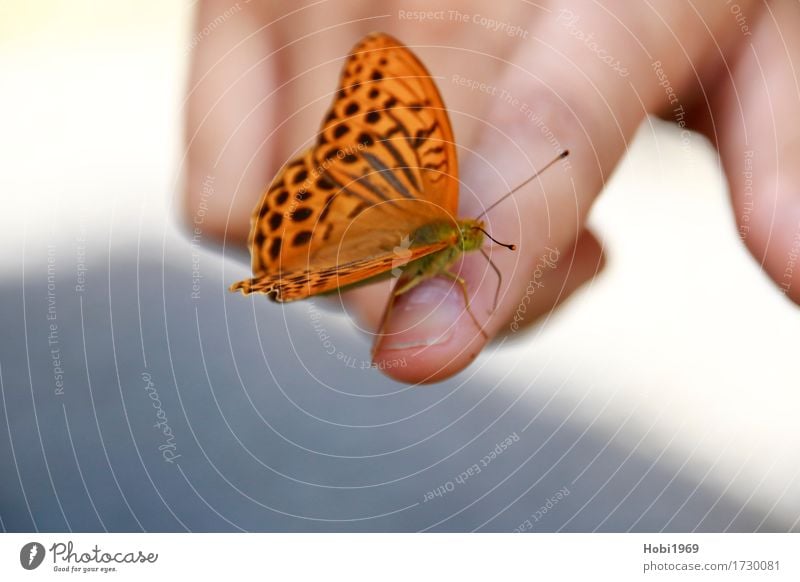 Schmetterling sitzt auf dem Zeigefinger einer Hand Finger Tier Flügel 1 beobachten sitzen träumen ästhetisch außergewöhnlich elegant Zusammensein nah natürlich