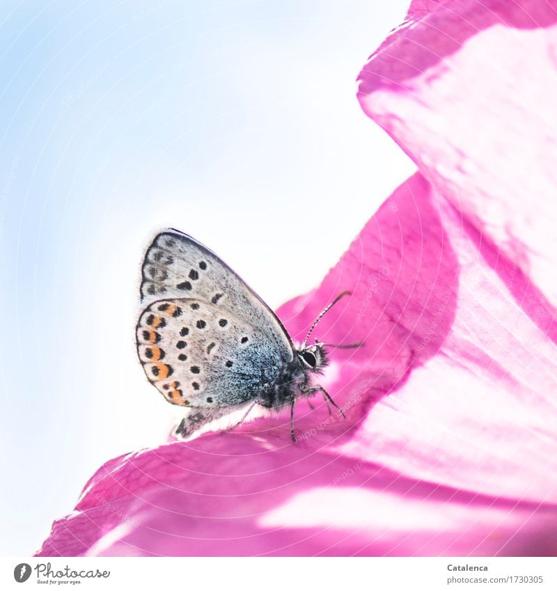 Pink & Blau. Schmetterling auf Rosenblatt Natur Pflanze Himmel Blume Blüte Wiese Tier Wildtier Insekt Bläulinge 1 Duft krabbeln ästhetisch blau orange rosa