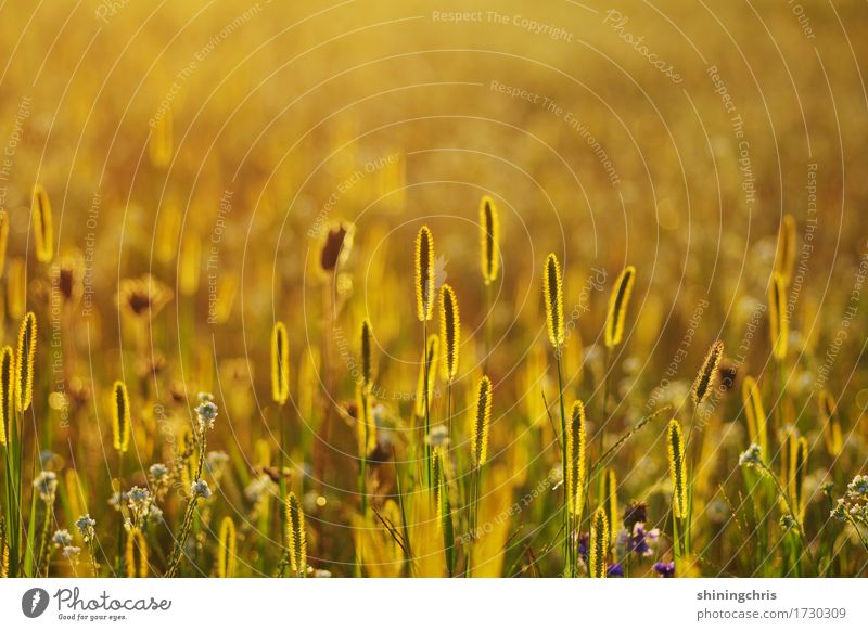 in a row Natur Tier Sonnenlicht Sommer Wetter Schönes Wetter Gras Wiese Feld leuchten stehen Wärme gold grün Stimmung Energie Erholung Gesellschaft (Soziologie)