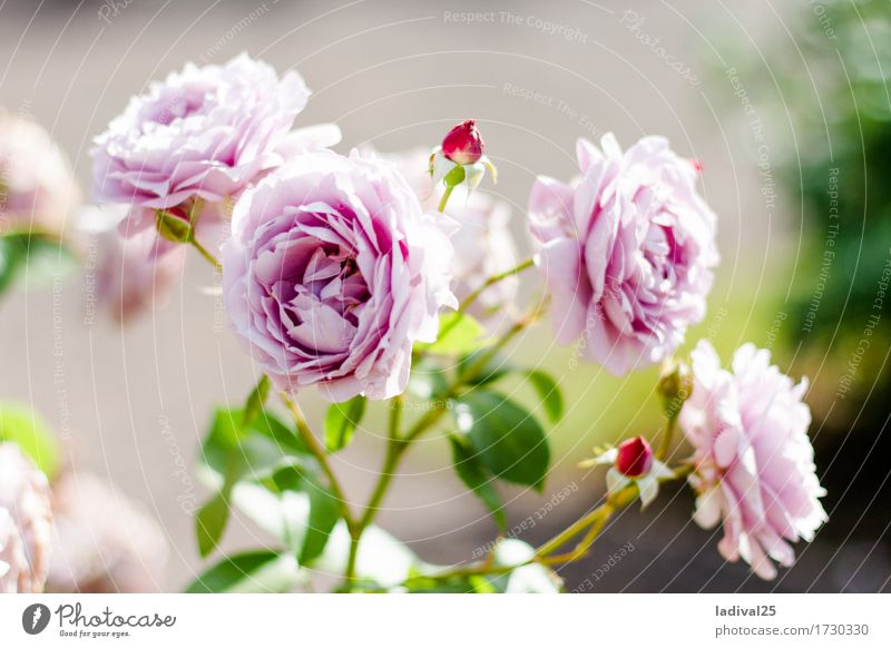 rosa Rosen Ausflug Sommer Natur Pflanze Frühling Schönes Wetter Blume Blatt Topfpflanze Garten Park Wiese Freude Glück Fröhlichkeit Landesgartenschau Blüte