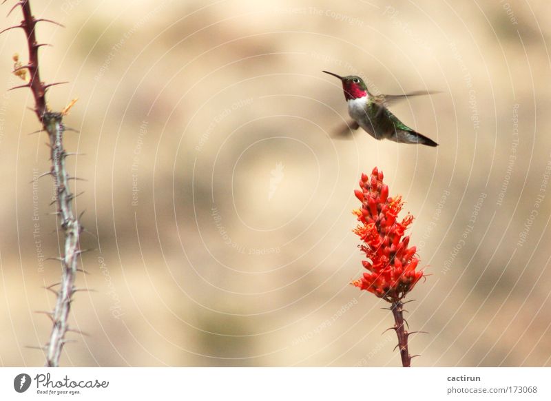 Hummingbird one Farbfoto Außenaufnahme Menschenleer Tag Sonnenlicht Bewegungsunschärfe Schwache Tiefenschärfe Tierporträt Profil Pflanze Wildpflanze exotisch
