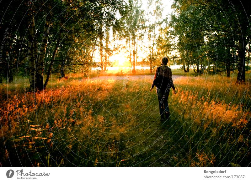 Am Ende des Waldes Ausflug Freiheit Sonne Mensch 1 Natur Erde Sonnenaufgang Sonnenuntergang Schönes Wetter Baum Gras Glück Lebensfreude Farbfoto Außenaufnahme