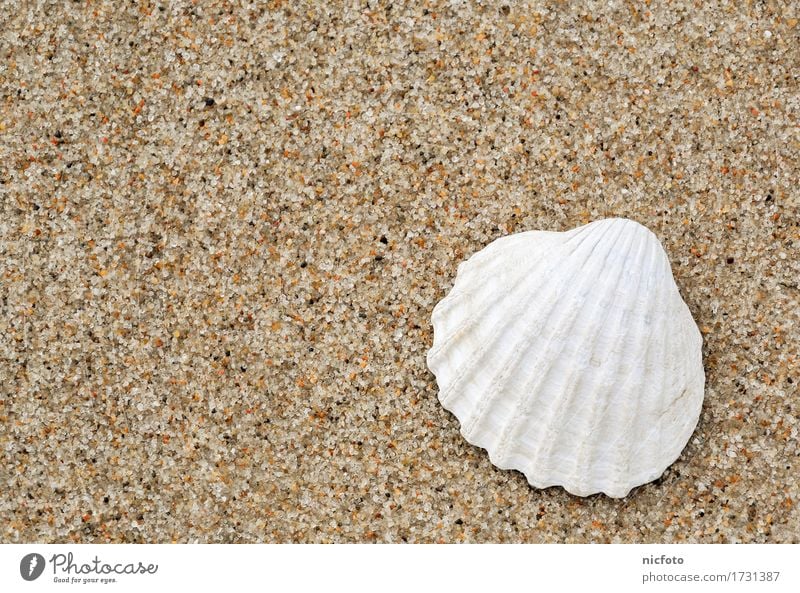 Weiße Muschel am Strand Sand Wasser Nordsee Ostsee Meer Zufriedenheit ruhig Shell nostalgia ocean ocean waves sandy beach vacation white Ferien Urlaub weiß