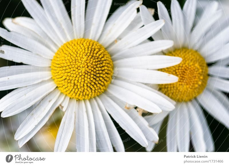 Leucanthemum vulgare schön Wellness Leben harmonisch Wohlgefühl Zufriedenheit Erholung Sommer Garten Natur Landschaft Pflanze Frühling Blume Gras Blatt Blüte