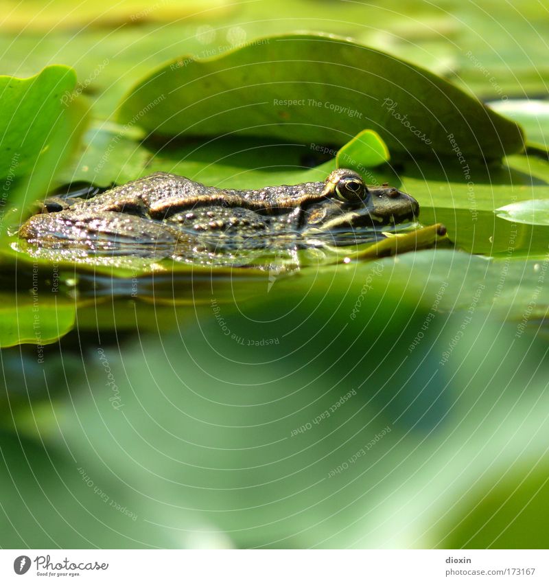 Frog 4 Froggy! Farbfoto Außenaufnahme Menschenleer Textfreiraum unten Unschärfe Schwache Tiefenschärfe Froschperspektive Tierporträt Profil Blick nach vorn