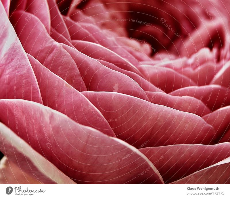 Tiefer Blick in eine zarte Rosenblüte von betörendem Duft Farbfoto Außenaufnahme Nahaufnahme Detailaufnahme Tag Kontrast Sonnenlicht Unschärfe