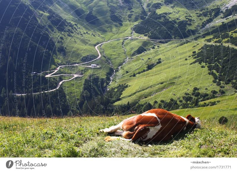 Einfach mal abspannen... Sommer Berge u. Gebirge wandern Landschaft Alpen Kuh 1 Tier Erholung genießen schlafen Unendlichkeit natürlich grün Glück Müdigkeit