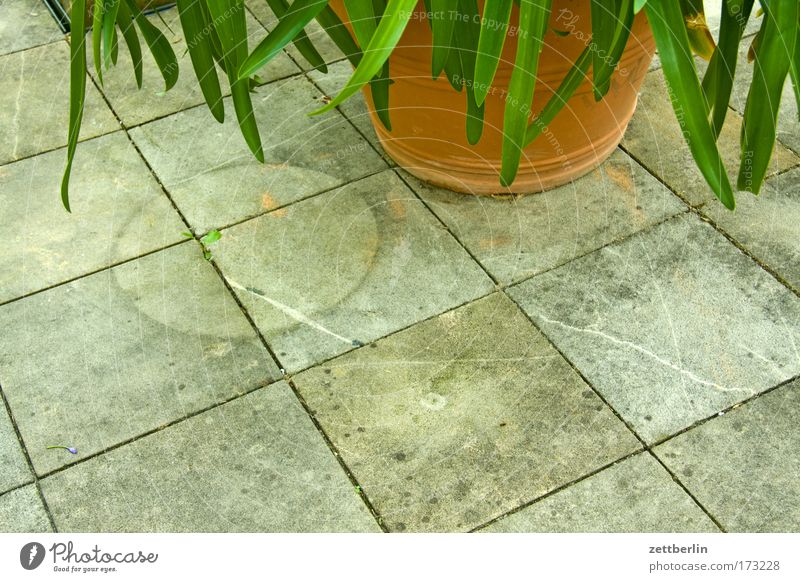Verrückter Blumentopf Pflanze Palme Grünpflanze Topfpflanze Terrasse Bodenplatten Garten Gartenbau Abdruck Spuren spurensuche Kreis Quadrat Sauerstoff
