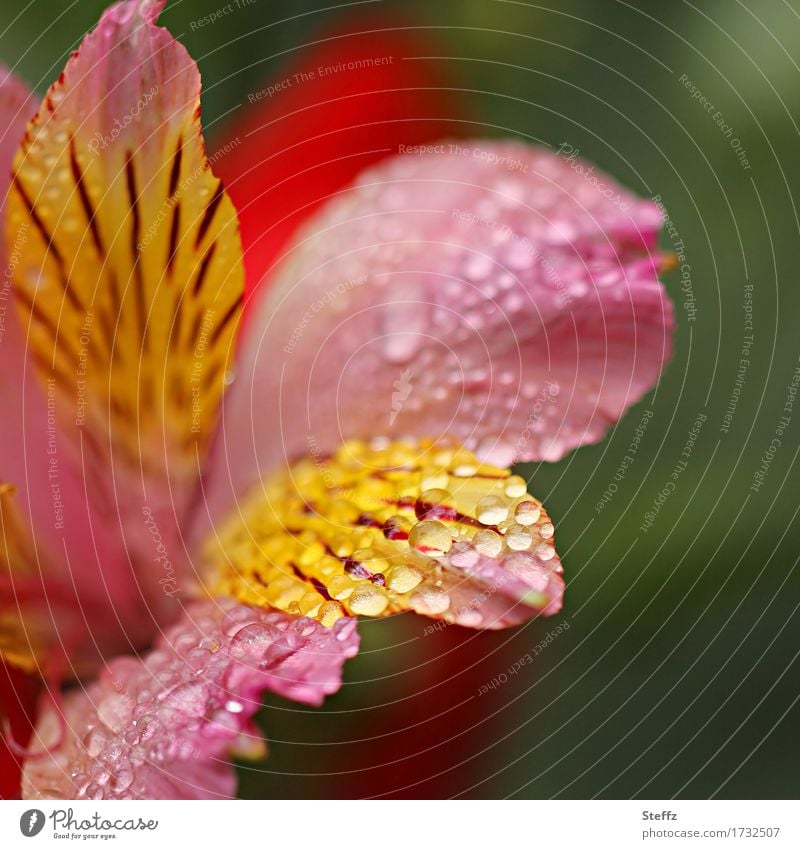 eine Inkalilie mit Regentropfen Alstroemeria Peruanische Inkalilie Lilie Peruanische Lilie Lilienblüte blühende Lilie Tropfen nasse Blume hydrophob Lotuseffekt