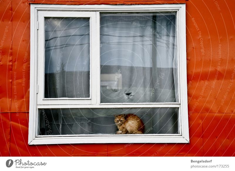 The other side of the world II Fenster Fensterbrett Tier Haustier Katze 1 Einsamkeit kalt Langeweile Leben Verbote Verzweiflung Zeit Traurigkeit Farbfoto