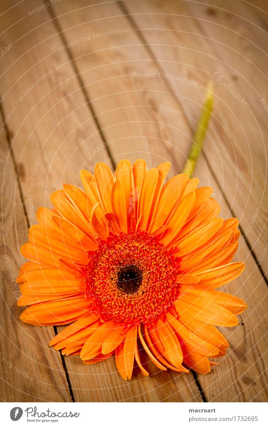 Gerbera orange Blume Blühend Blüte liegen Holzbrett Geschenk Pflanze Floristik Geburtstag Muttertag