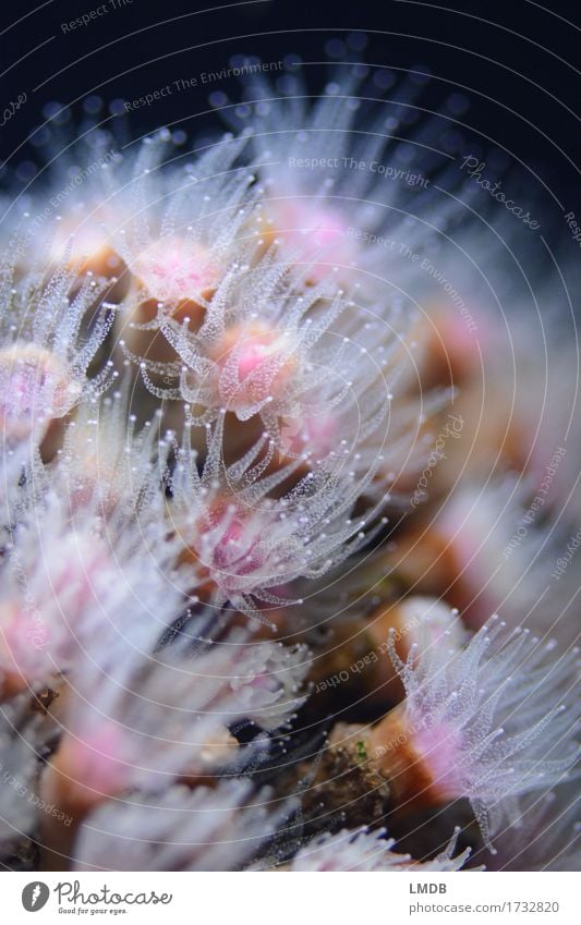 Poly-polyp Umwelt Natur Tier Küste Bucht Riff Korallenriff Meer Aquarium Tiergruppe exotisch rosa sensibel bedrohlich Tentakel zart fein durchsichtig