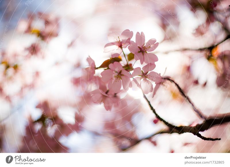 Kirschblüte 1 Ferien & Urlaub & Reisen Tourismus Ausflug Sightseeing Städtereise wandern Umwelt Natur Landschaft Pflanze Tier Frühling Schönes Wetter Baum Blüte