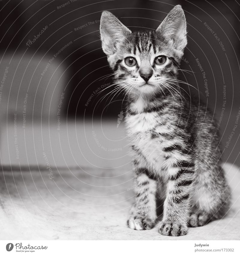 Kleiner Kater Schwarzweißfoto Innenaufnahme Menschenleer Textfreiraum links Hintergrund neutral Schwache Tiefenschärfe Tierporträt Blick in die Kamera Kindheit