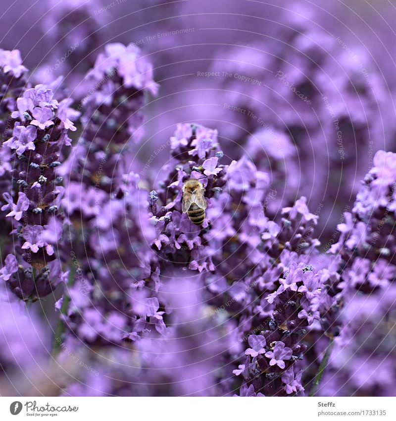 blühender Lavendel ist unwiderstehlich für Bienen Lavendelblüten Lavendelduft Lavendelfarben Heilpflanze sommerliche Impression heimisch Idylle Sommerblumen