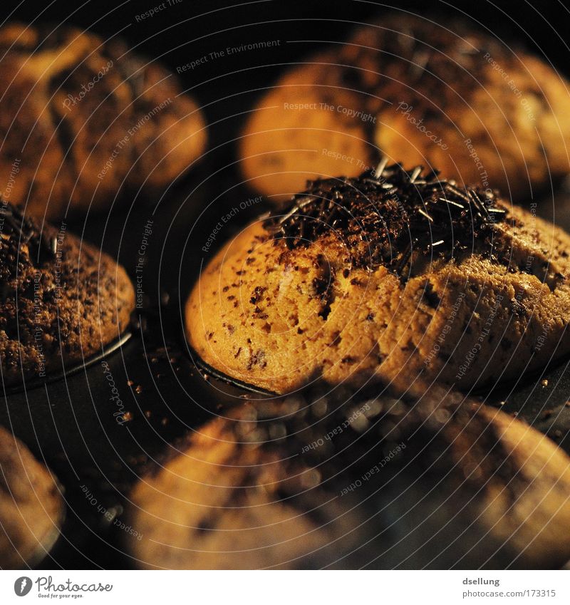 Muffins beim backen zusehen mit Schokoladenstreusel Farbfoto Innenaufnahme Nahaufnahme Menschenleer Kunstlicht Kontrast Schwache Tiefenschärfe