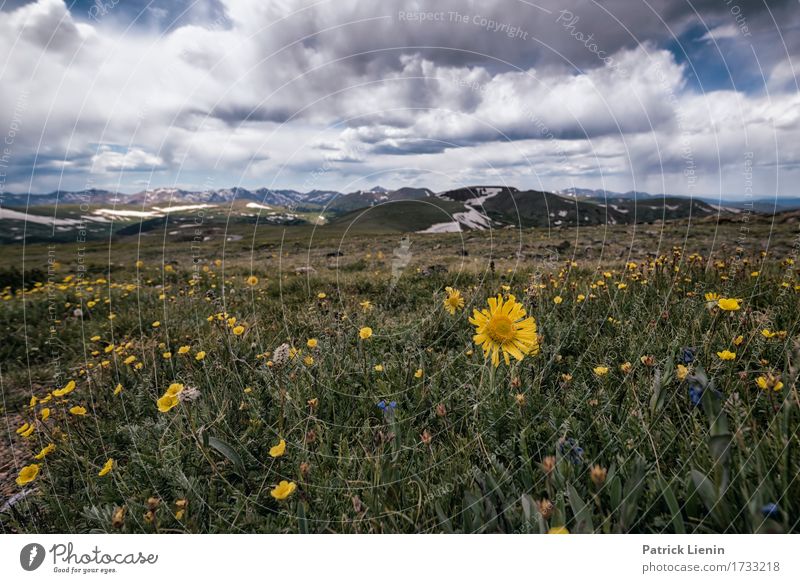 Alpen Sonnenblume Lifestyle schön Ferien & Urlaub & Reisen Tourismus Abenteuer Sommer Berge u. Gebirge Umwelt Natur Landschaft Himmel Wolken Klima Klimawandel