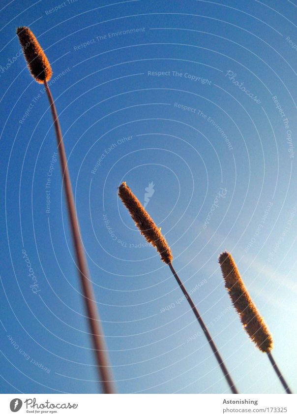 \\\ Farbfoto Außenaufnahme Menschenleer Textfreiraum oben Tag Kontrast Sonnenlicht Sonnenstrahlen Umwelt Natur Pflanze Luft Himmel Wolkenloser Himmel Sommer