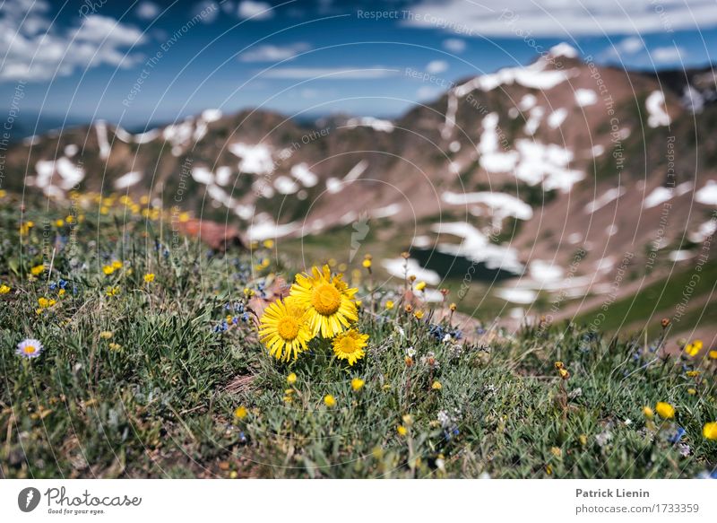 Sommerwiese schön Ferien & Urlaub & Reisen Tourismus Abenteuer Schnee Berge u. Gebirge wandern Umwelt Natur Landschaft Pflanze Urelemente Himmel Wolken Blume