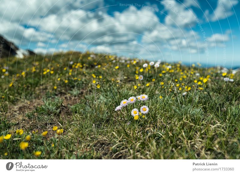 Bergwiese schön Ferien & Urlaub & Reisen Tourismus Abenteuer Sommer Berge u. Gebirge wandern Umwelt Natur Landschaft Pflanze Urelemente Himmel Wolken Blume Gras