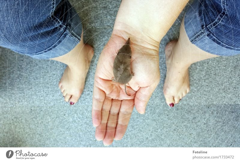 Lebensretter Mensch feminin Frau Erwachsene Haut Arme Hand Finger Beine Fuß 1 Umwelt Natur Tier Wildtier Maus Fell frei hell kuschlig klein natürlich niedlich