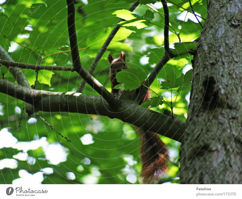 Eichhörnchen II Farbfoto Außenaufnahme Menschenleer Tag Sonnenlicht Umwelt Natur Pflanze Tier Schönes Wetter Wärme Baum Blatt Wildpflanze Wald Wildtier 1 frech