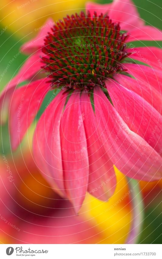 Makroaufnahme einer Blüte roter Sonnenhut vor buntem Hintergrund Garten Sommer Herbst Blume Heilpflanzen Echinacea purpurae Hüllblatt Spreublätter Blütenkorb