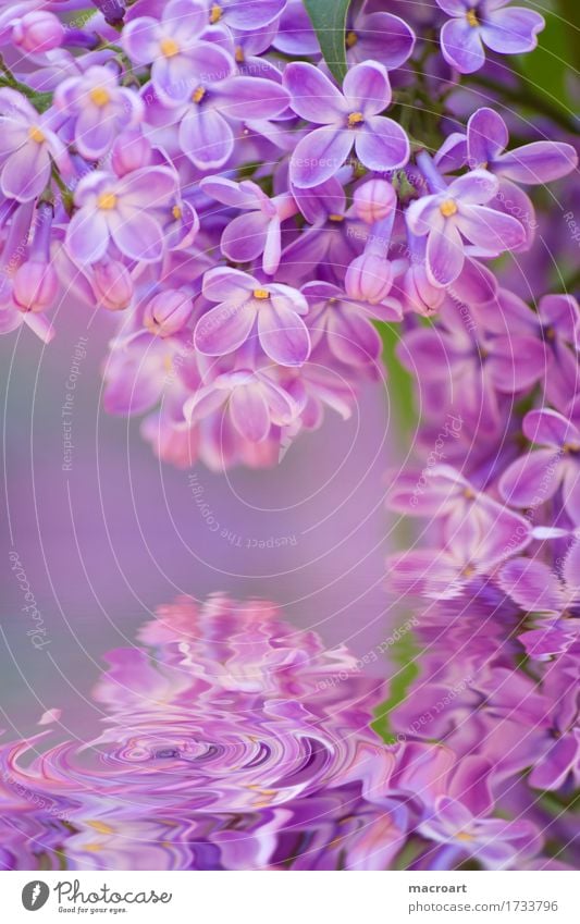 Flieder Fliederbusch violett Blühend Blume Blüte Pflanze Natur natürlich Nahaufnahme Wasser Wellen Wellness Sommer Frühling Detailaufnahme