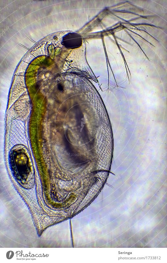 Blattflußkrebs ( Wasserfloh ) Fotokamera Wissenschaften Pflanze Tier Wassertropfen Moor Sumpf Teich See Wildtier Tiergesicht 1 Mikroskop Blick klein