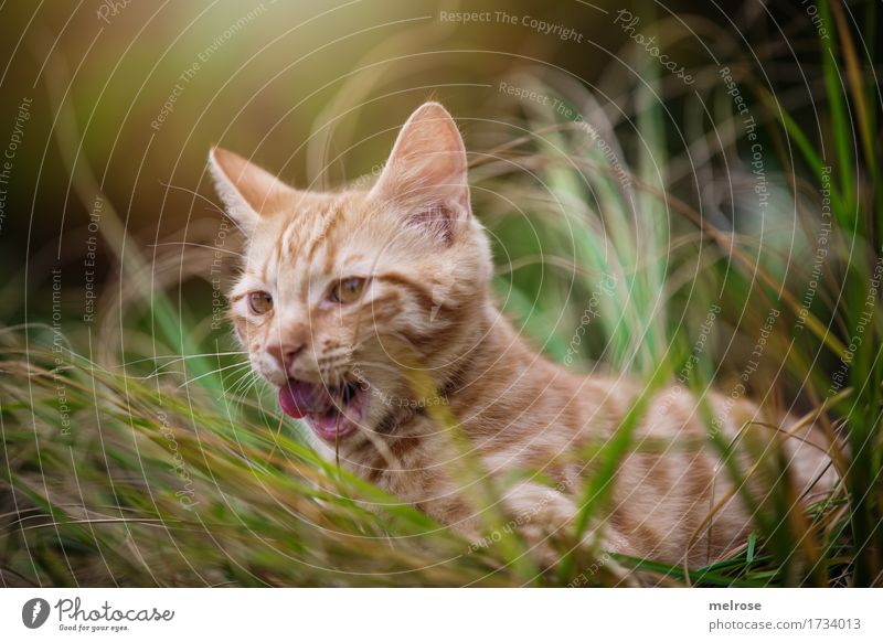 auf der Jagd ... Tier Haustier Katze Tiergesicht Fell Katzenzunge Katzenohr Schnauze 1 Tierjunges lutschen Zunge Lichterscheinung Lichteinfall hohes Gras