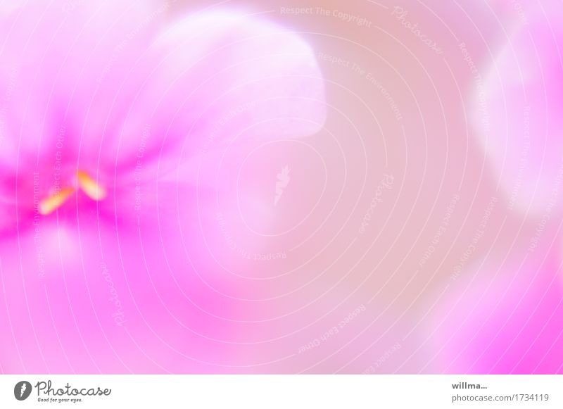 Blütenaquarell, Design 'Leicht und lieblich' Blume Blütenblatt Duft weich rosa Aquarell sanft verträumt zart leicht leuchtende Farben Pastellton Blütenstempel