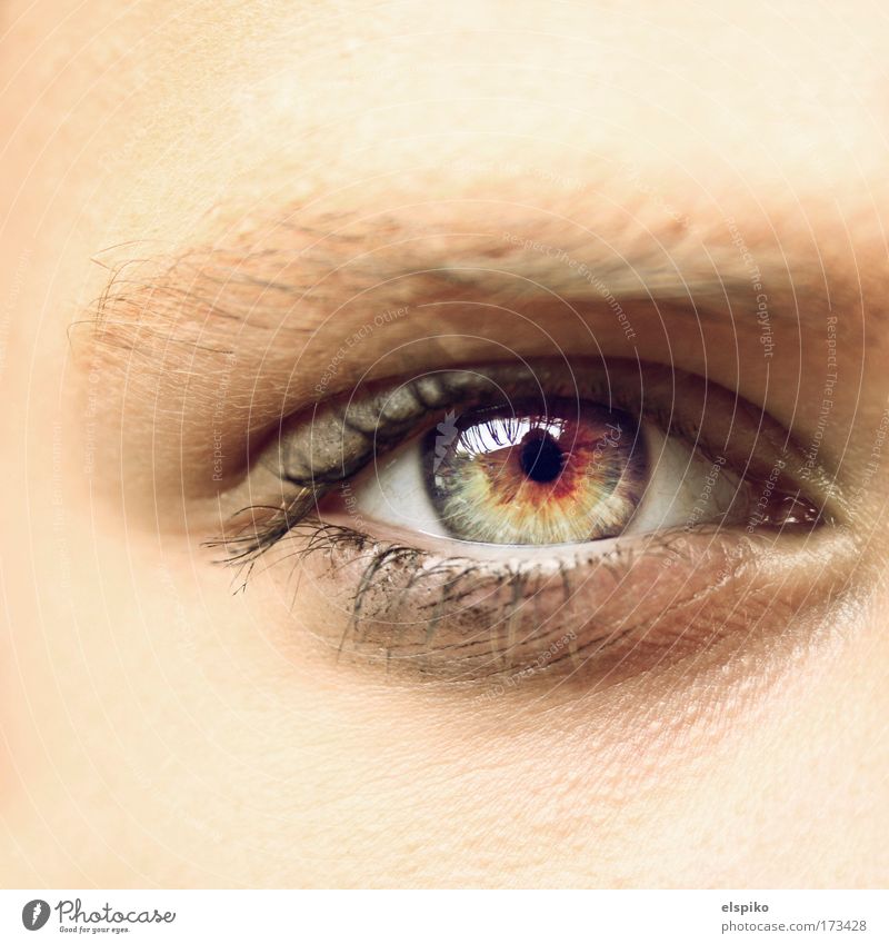 Glasklar Farbfoto Makroaufnahme Tag Blick Blick in die Kamera Blick nach vorn Mensch feminin Auge 1 ästhetisch hell schön Augenbraue Wimpern Regenbogenhaut
