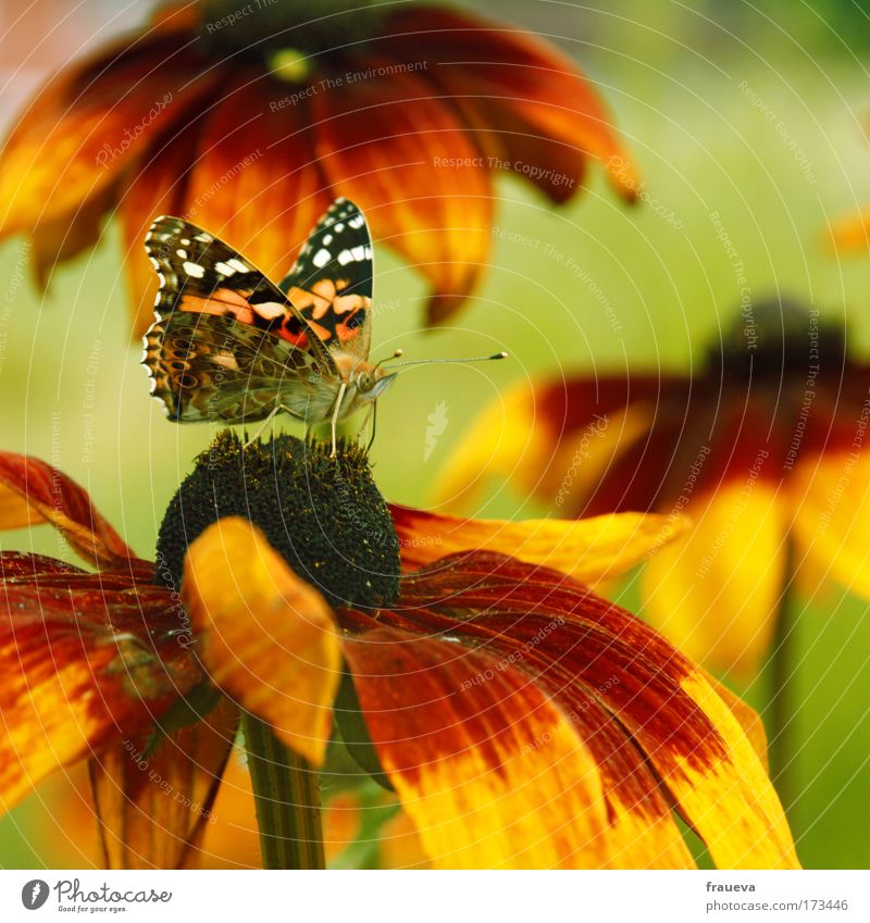 Schmetterling Farbfoto Außenaufnahme Nahaufnahme Tag Sonnenlicht Schwache Tiefenschärfe Zentralperspektive Tierporträt Natur Sommer Schönes Wetter Blume Blüte