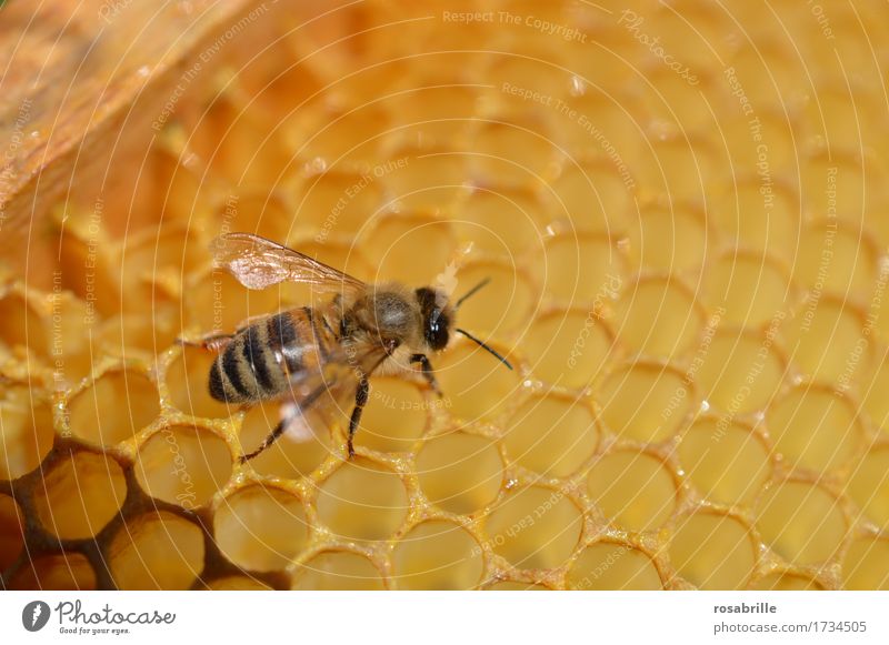 fleissiger Hausbauer eine Buckfast-Honigbiene auf einer Wabe Umwelt Natur Tier Nutztier Biene Insekt Bienenwaben Honigwabe Bienenstock Imkerei