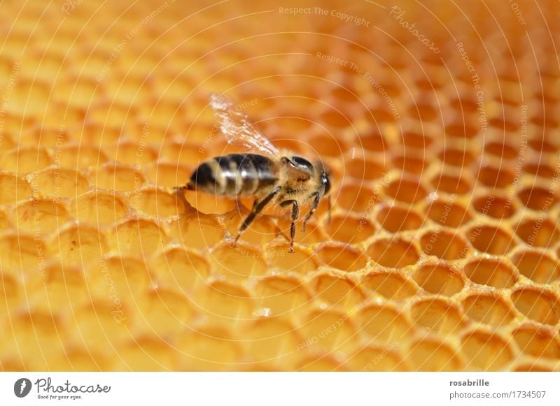fleissiger Hausbauer Tier Nutztier Insekt Biene Honig Honigbiene Wabe Bienenwaben Arbeit & Erwerbstätigkeit bauen laufen klein braun gelb Leidenschaft