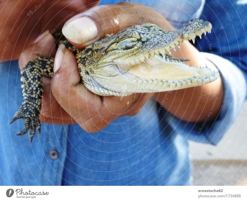 Kleines Krokodil Natur Tier 1 Tierjunges Jagd Reptil Bauernhof Kambodscha Farbfoto Außenaufnahme Tag Tierporträt Blick in die Kamera
