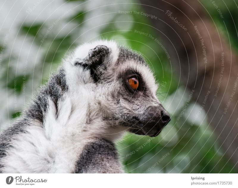 Lemur Tier Wildtier Tiergesicht 1 beobachten rot Vorsicht Neugier Sorge Konzentration Maki wach groß dominante Farbe Auge pelzig Säugetier gespannt wachsam